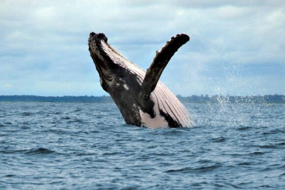 avistamiento ballenas Nuqui