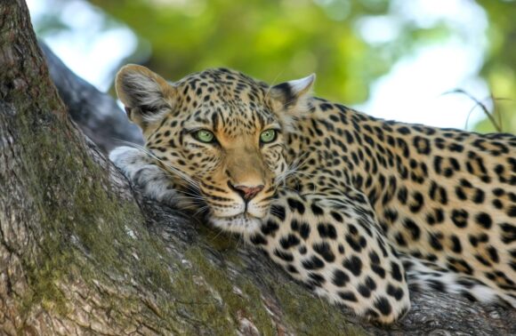 Safari en Kenia y Tanzania