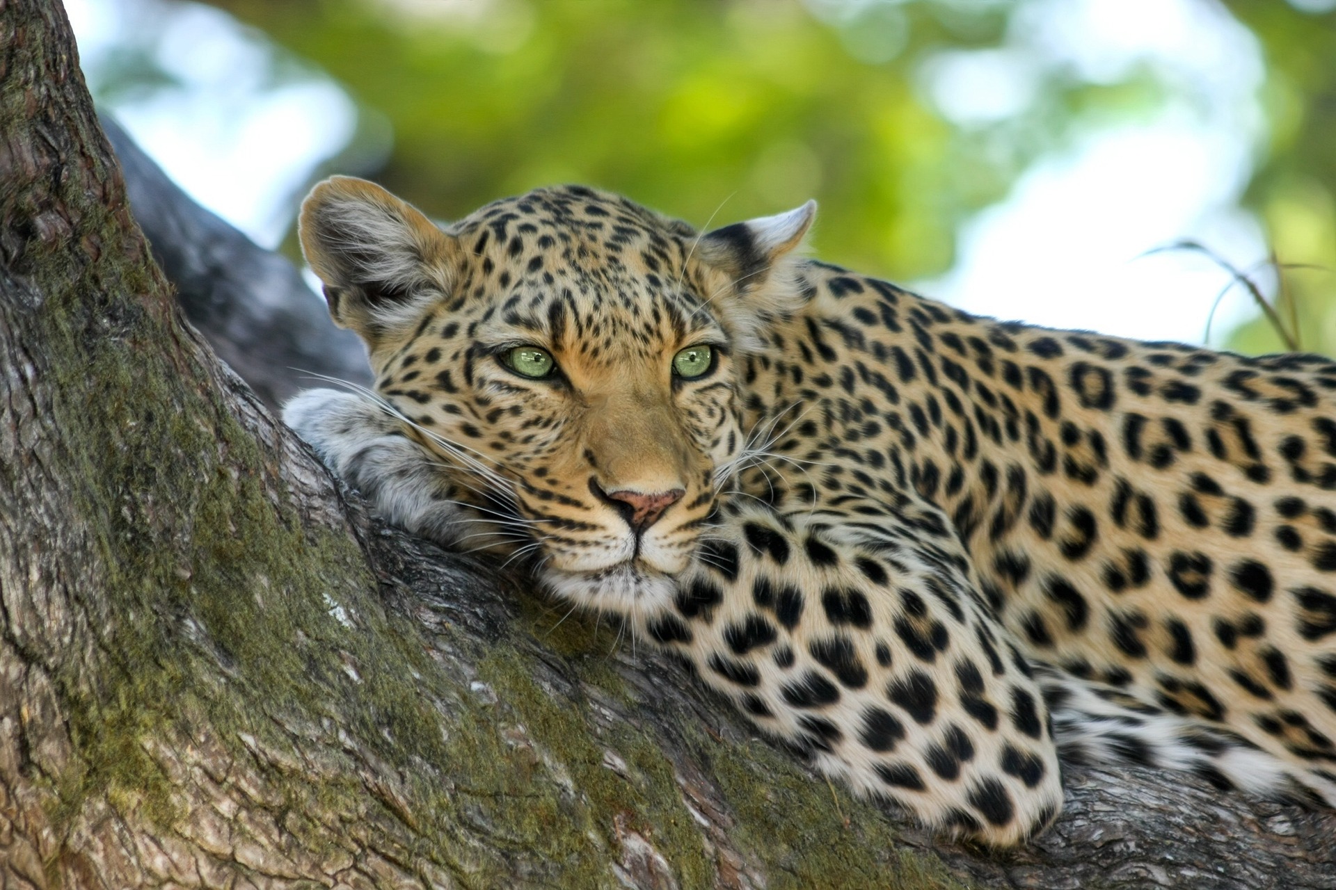 safari africano 1