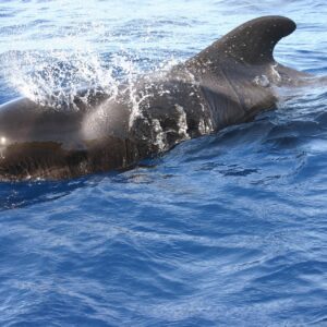 Avistamiento de ballenas en Nuquí