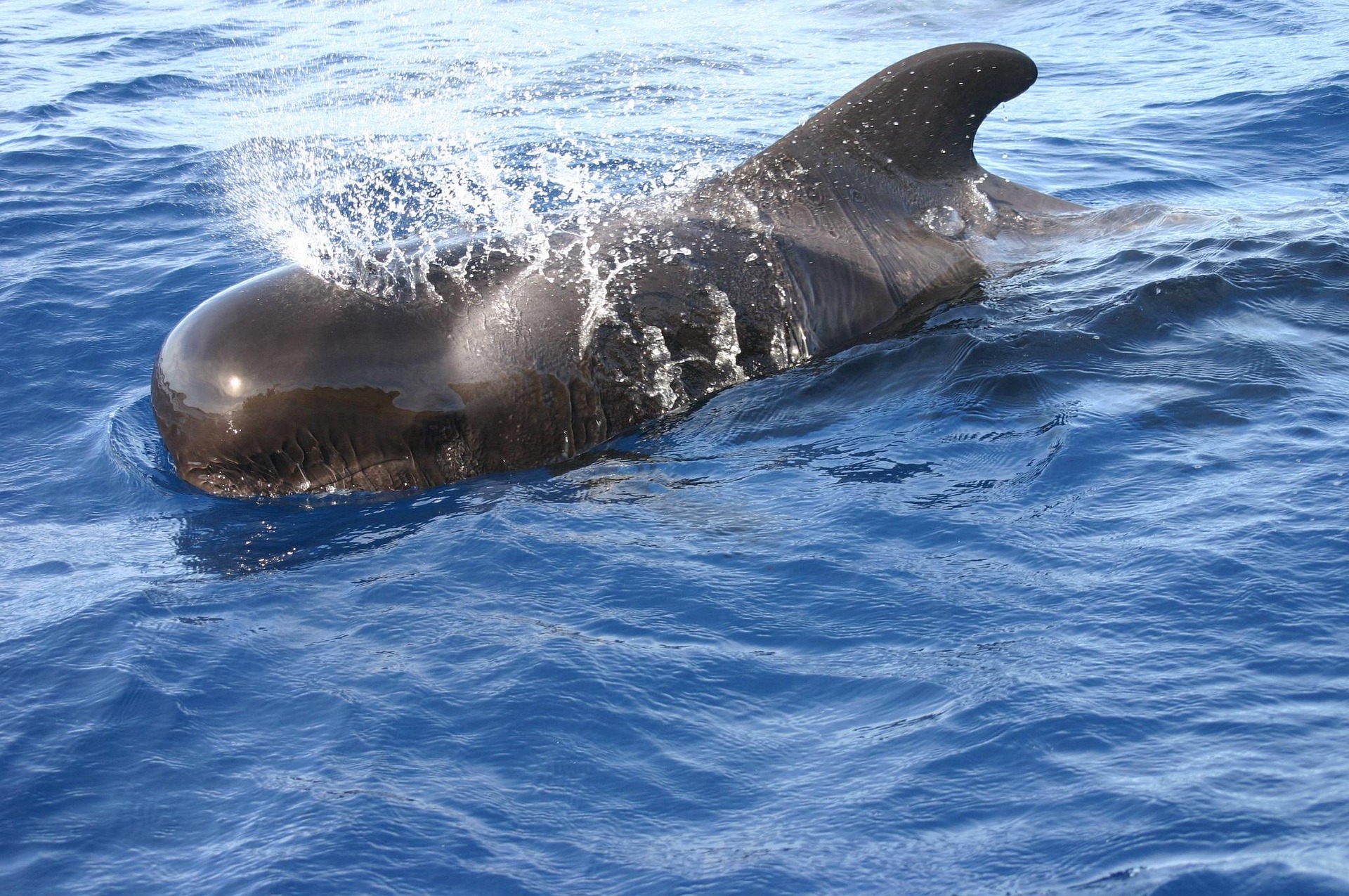 ballena-Nuqui